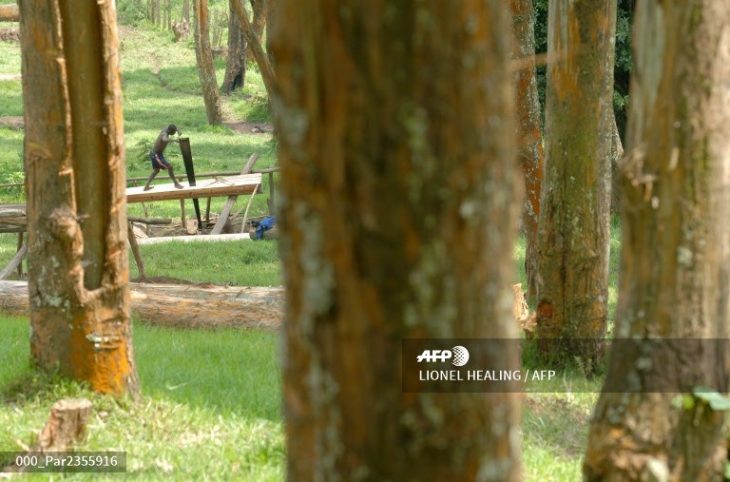 Tshopo : l'Ong Tropenbos milite pour le respect du code forestier en vue de préserver l’environnement