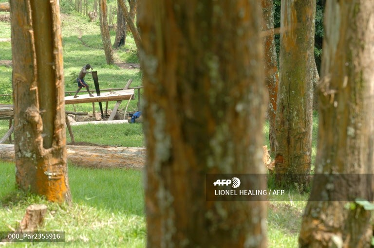 Tshopo : l’Ong Tropenbos milite pour le respect du code forestier en vue de préserver l’environnement